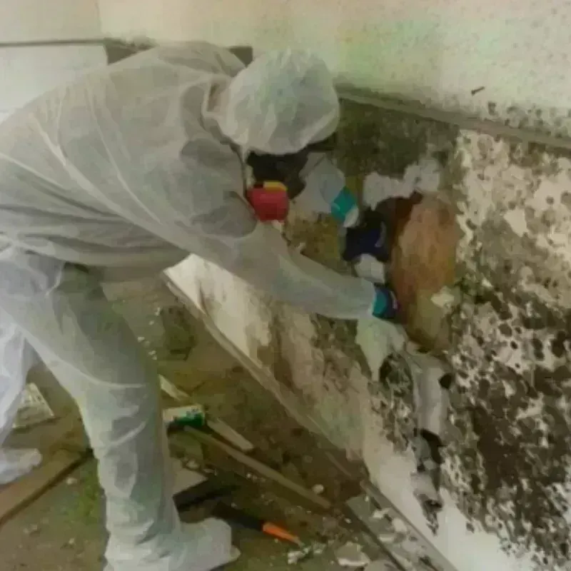 Mold Remediation and Removal in Pine Ridge, SD